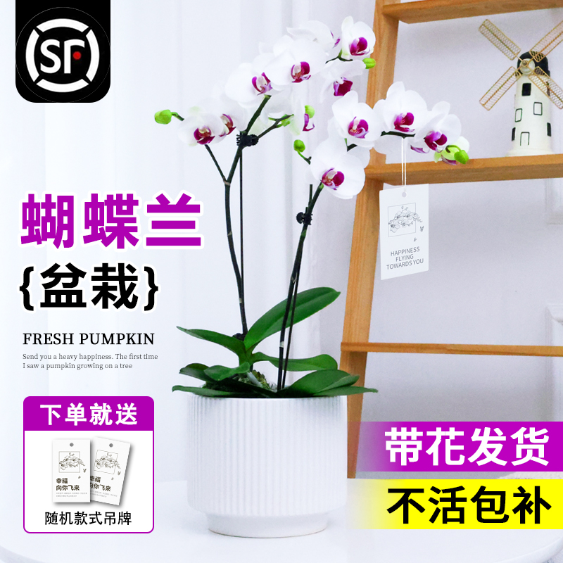 蝴蝶兰盆栽带花苞大苗精品绿植轻奢高级名贵真花卉苗四季好养植物