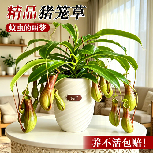 猪笼草客厅阳台驱蚊植物