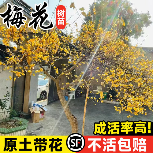 腊梅花树苗庭院老桩地栽绿植花卉耐寒四季浓