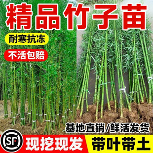 竹子苗庭院室外院墙植物青竹黄金竹北方盆栽四季常青风景竹子树苗