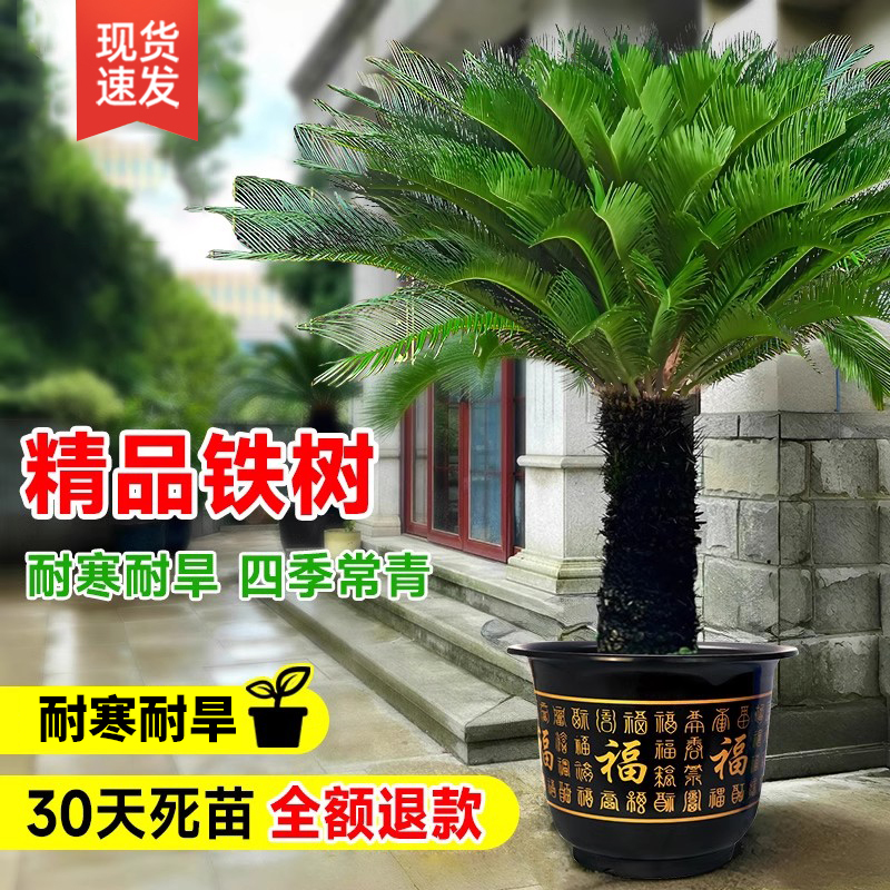 铁树盆栽老桩大型高杆盆景树苗室内庭院名贵