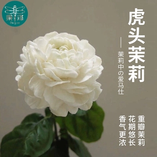 圆叶虎头茉莉花盆栽盆景室内浓香花卉重瓣老桩带花苞四季 开花植物