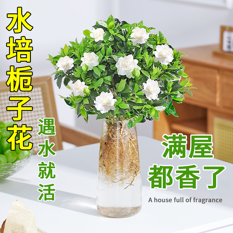 水培植物栀子花盆栽带花苞四季开花树苗花卉室内好养茉莉花办公室 鲜花速递/花卉仿真/绿植园艺 时令草本花卉 原图主图