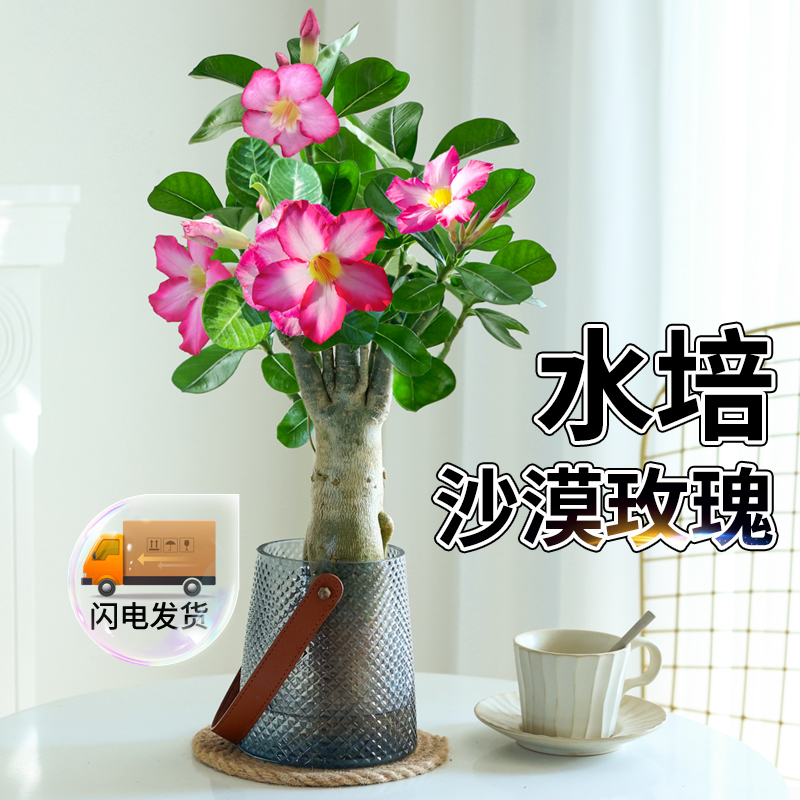 沙漠玫瑰盆栽水培植物重瓣带花苞老桩花卉绿植室内办公室好养鲜花