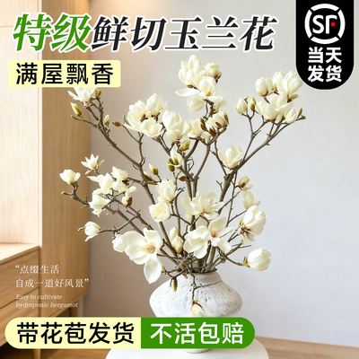 秉泽玉兰花水培植物秋冬季开花