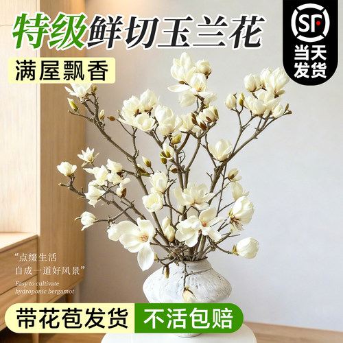 秉泽玉兰花水培植物秋冬季开花