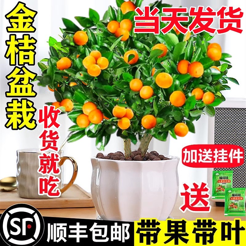 金橘树盆栽室内花卉带果植物