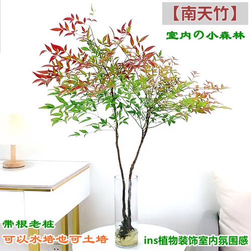 水培植物南天竹耐寒好养室内