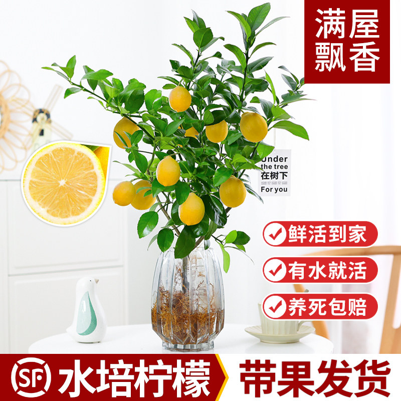 水培植物香水柠檬树花卉盆栽水果食用室内办公室带果四季好养绿植