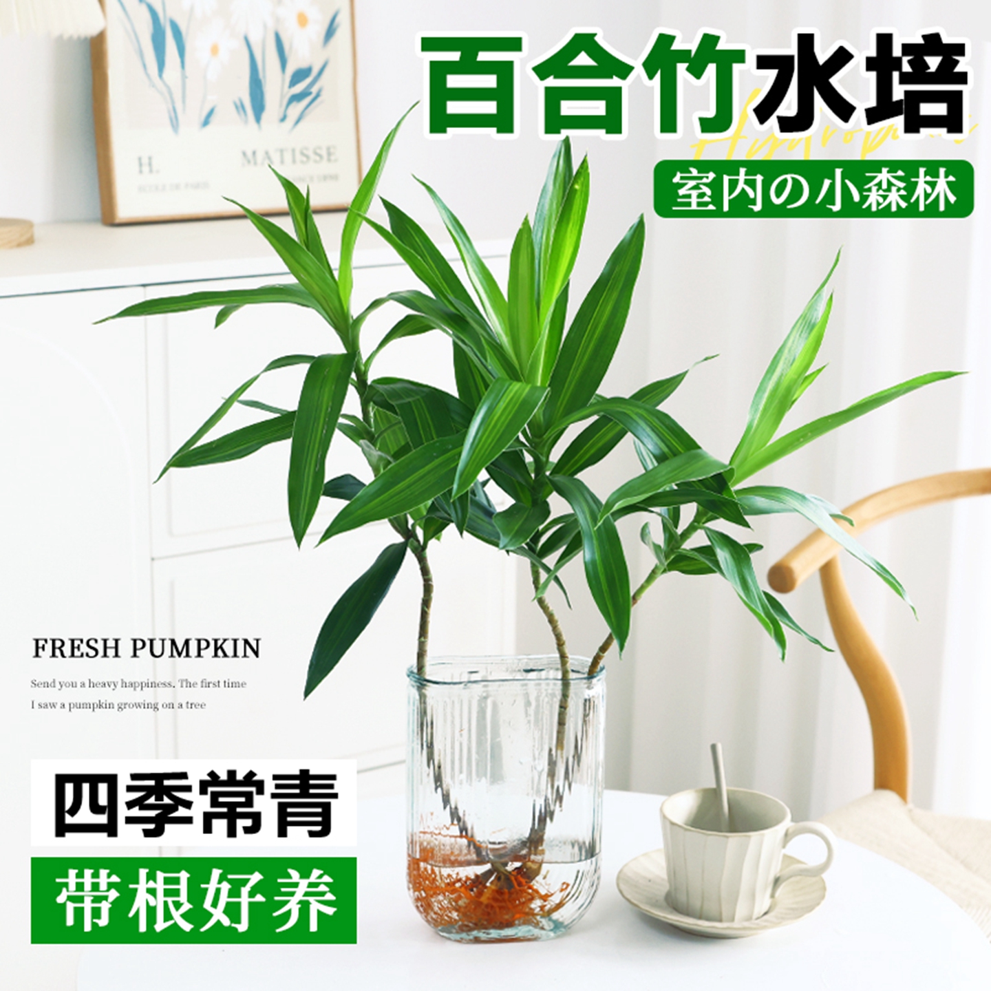 室内绿植盆栽四季常青客厅桌面