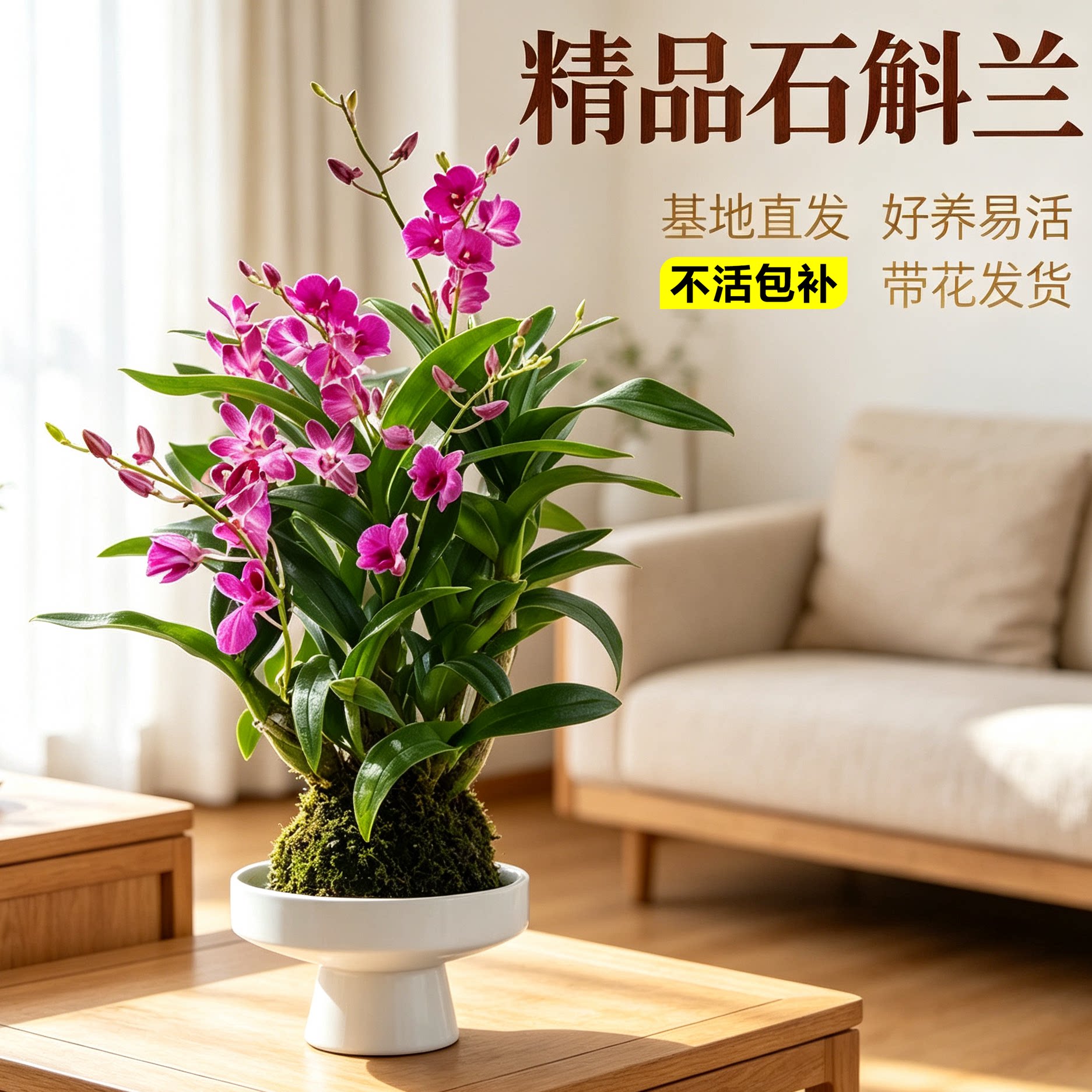 石斛兰盆栽绿植花卉四季常青好养图片