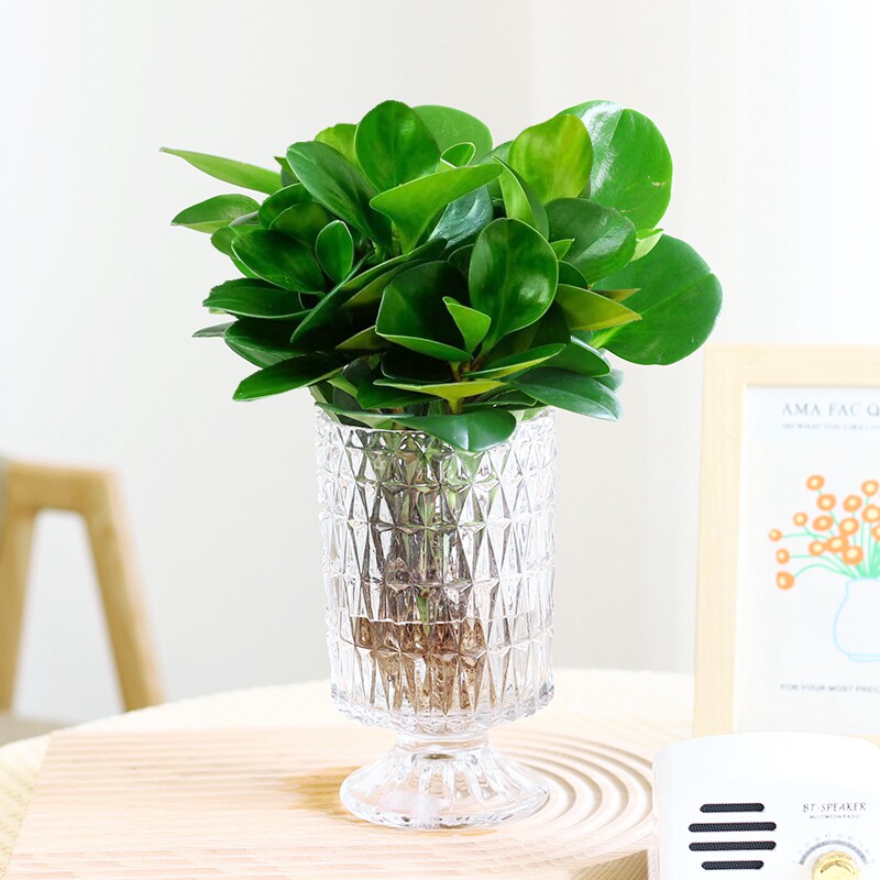 水培植物豆瓣绿盆栽室内绿植碧玉客厅办公室桌面四季常青净化空气