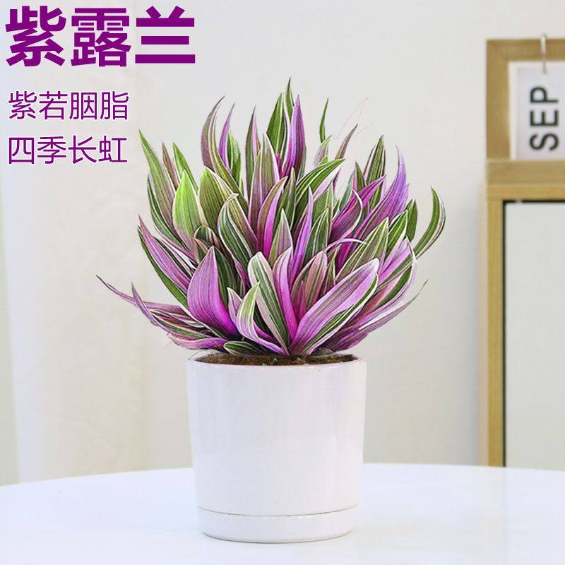 紫露兰盆栽水培室内油画吊兰好养桌面花卉室内阳台小绿植盆栽植物