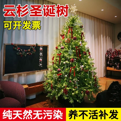 圣诞树南洋杉盆栽绿植