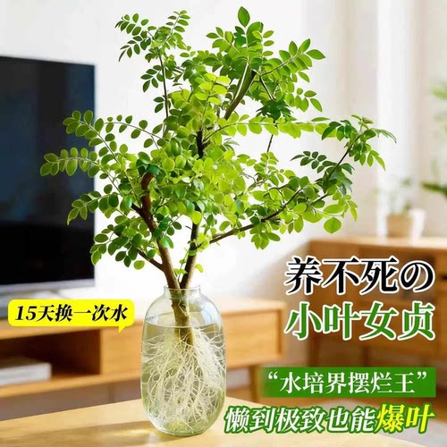 水培小叶女贞毛叶丁香老桩造型