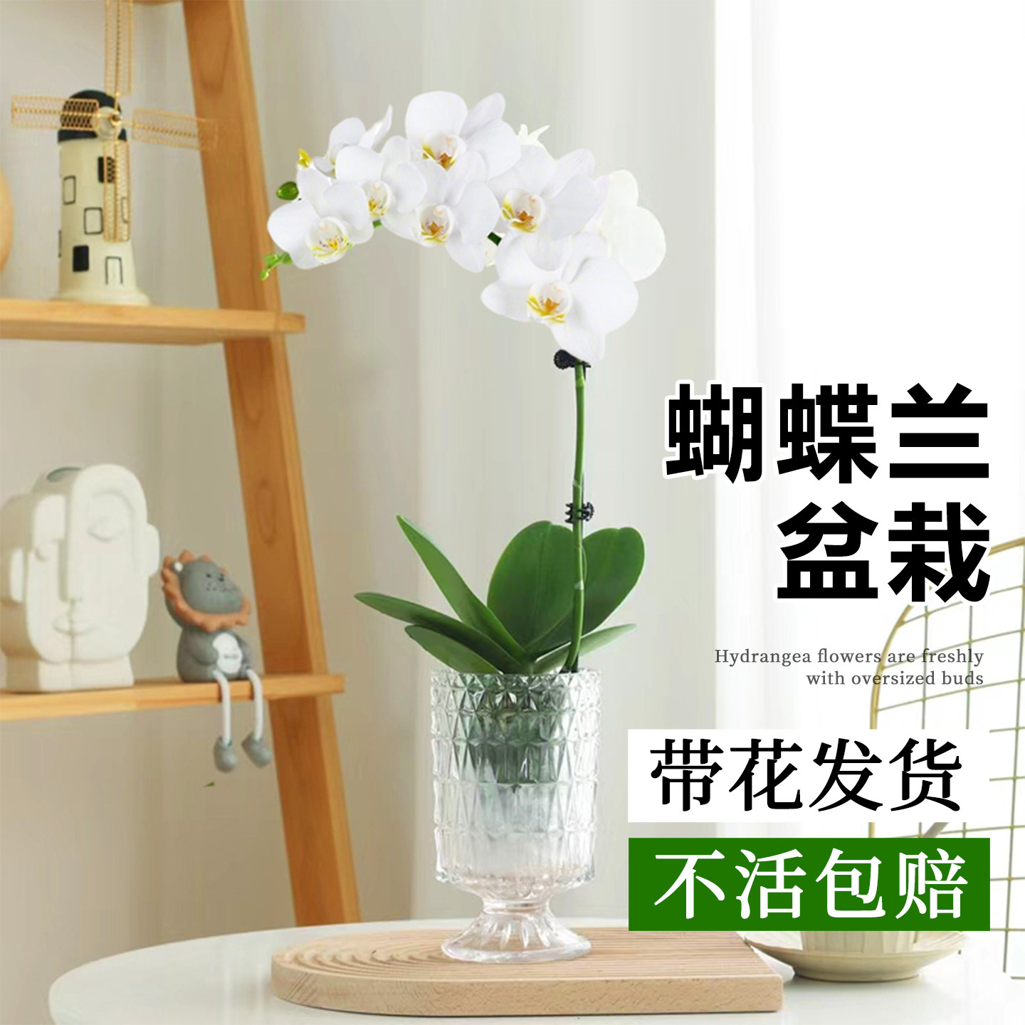 白色蝴蝶兰盆栽带花水培植物室内客厅桌面植物花苗兰花鲜花卉好养,鲜花速递/花卉仿真/绿植园艺,国兰/杂交兰/洋兰类,淘宝优惠券,粉丝福利购,淘宝优惠卷
