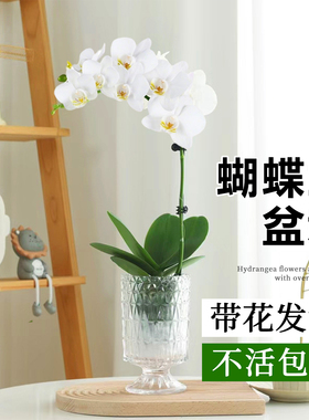 白色蝴蝶兰盆栽带花水培植物室内客厅桌面植物花苗兰花鲜花卉好养