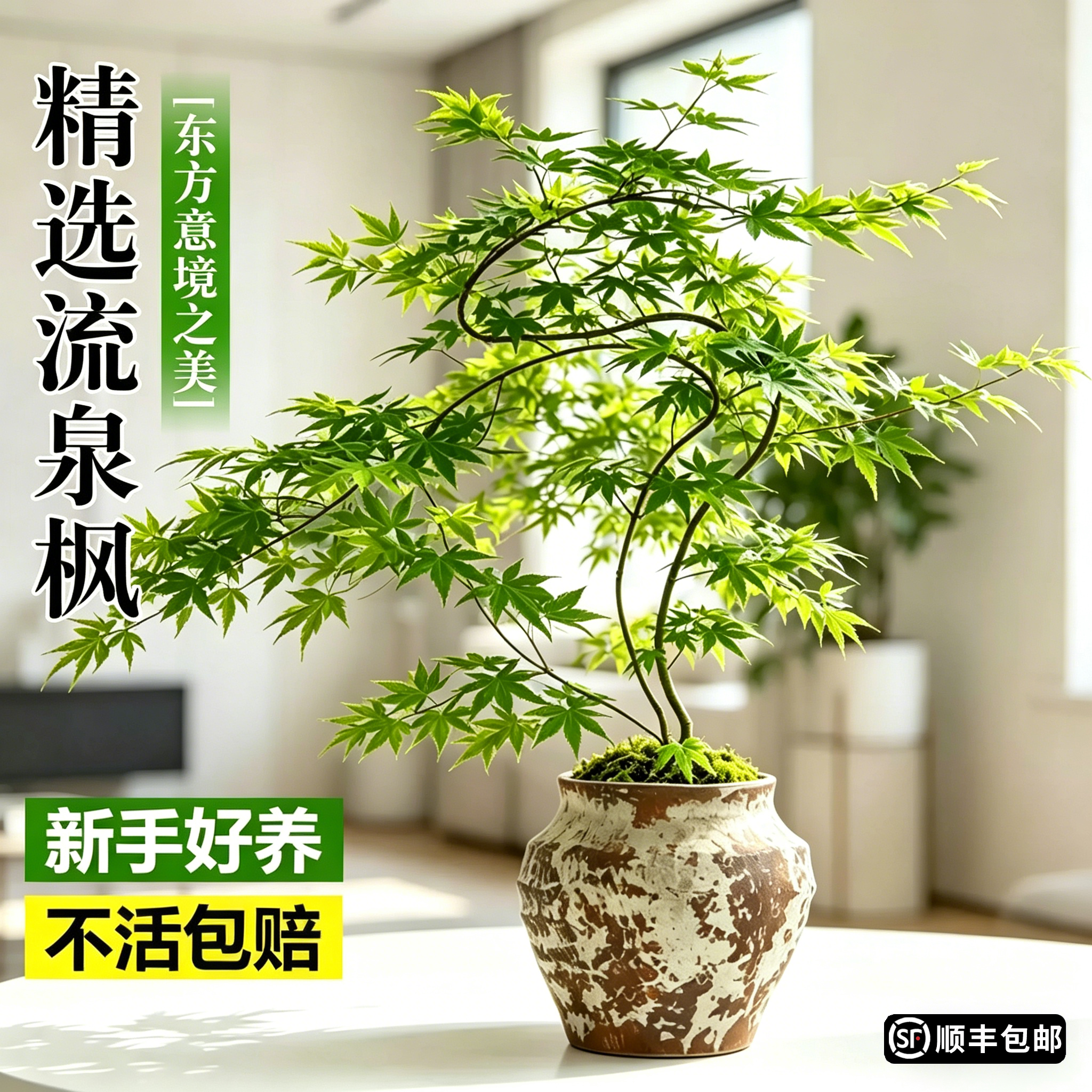 流泉枫盆栽室内客厅桌面书房办公室绿植造型盆景四季好养观叶植物