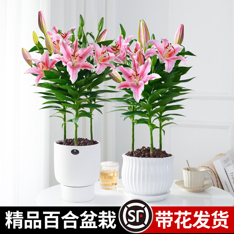 百合花盆栽带花苞室内浓香型花卉客厅香水百合鲜花植物阳台好养活图片