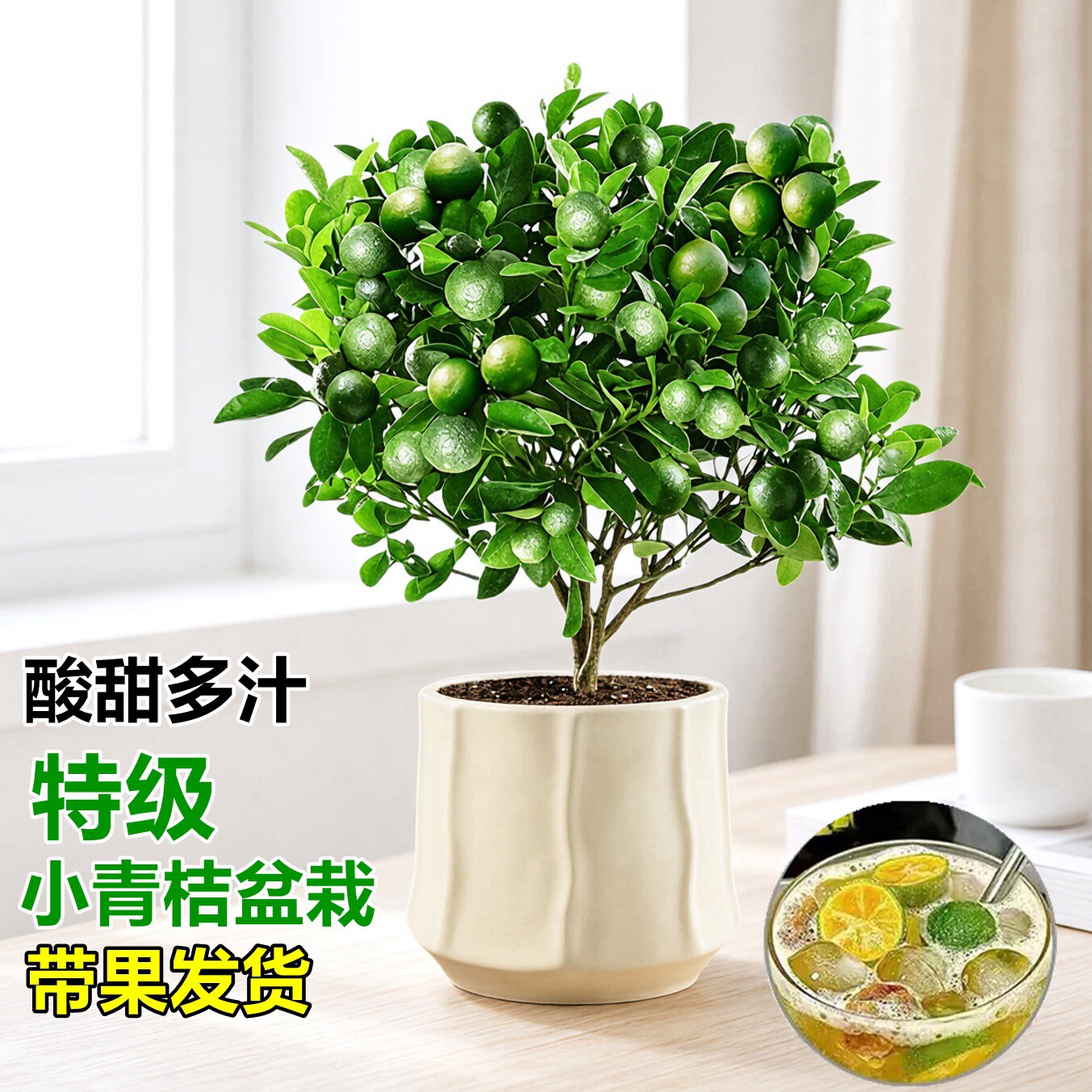 特级带果青桔盆栽室内阳台小青柠果树果苗绿植花卉植物金桔柠檬