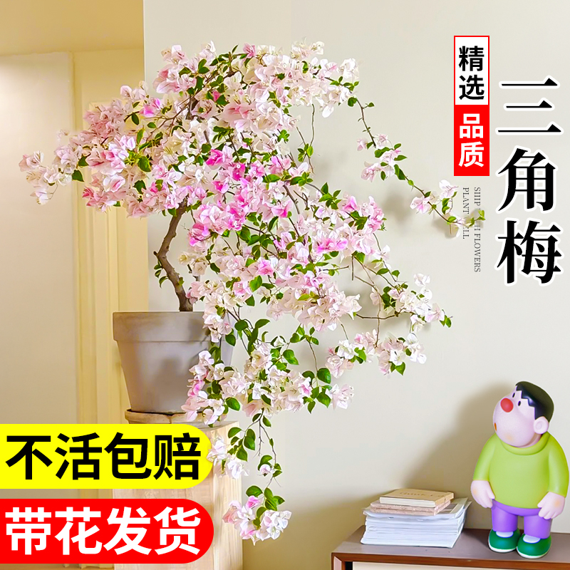 重瓣三角梅四季好养老桩飘枝盆栽