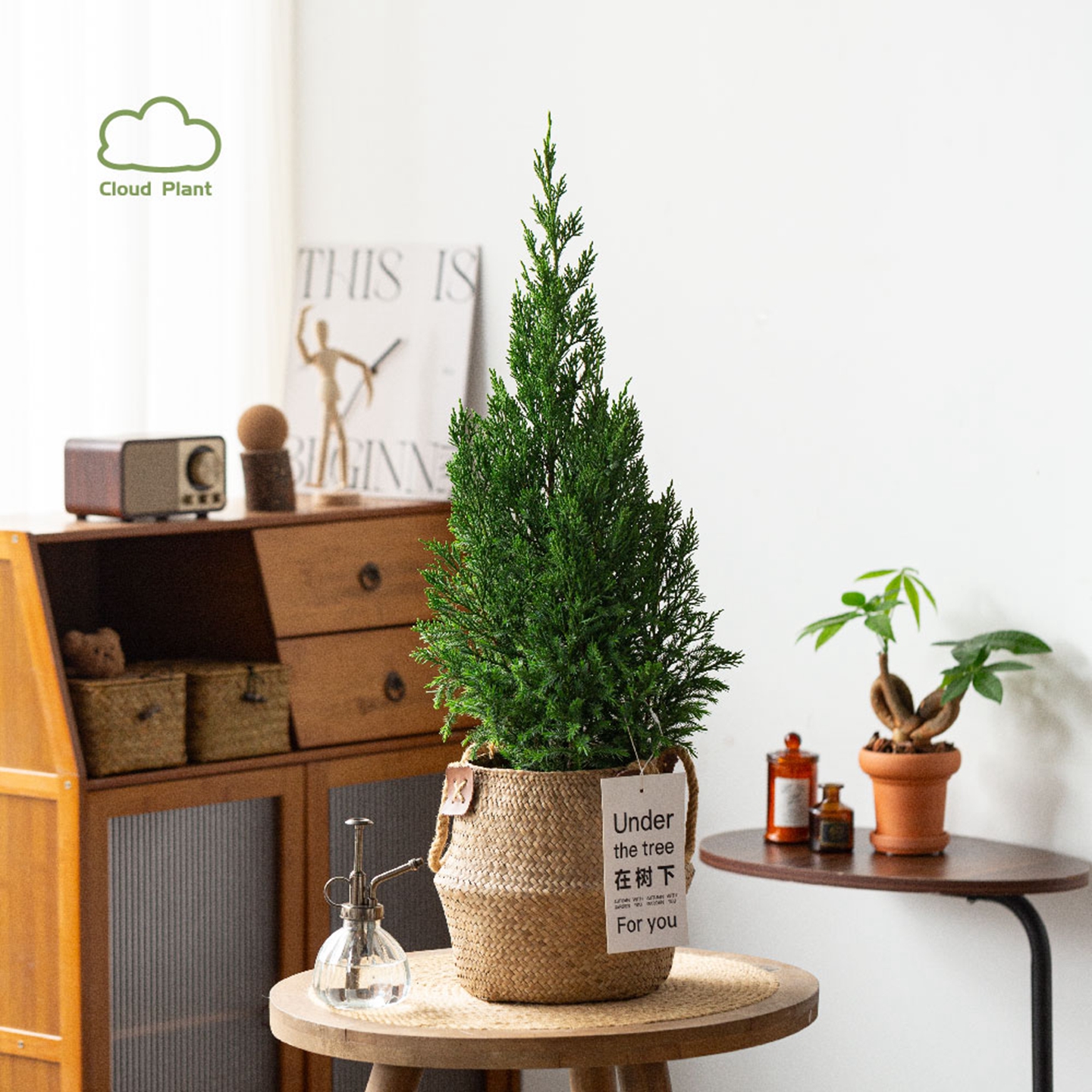 松柏树苗盆栽花卉绿植