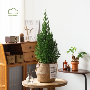 松柏树苗盆栽花卉绿植室内办公室植物桌面四季好养侧柏树蜀桧苗