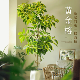 黄金榕客厅绿植大盆栽花叶橡皮树室内大型植物高山榕落地盆景好养