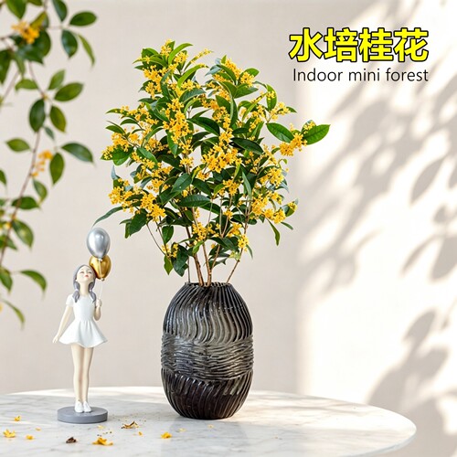 水培植物八月桂花盆栽四季开花