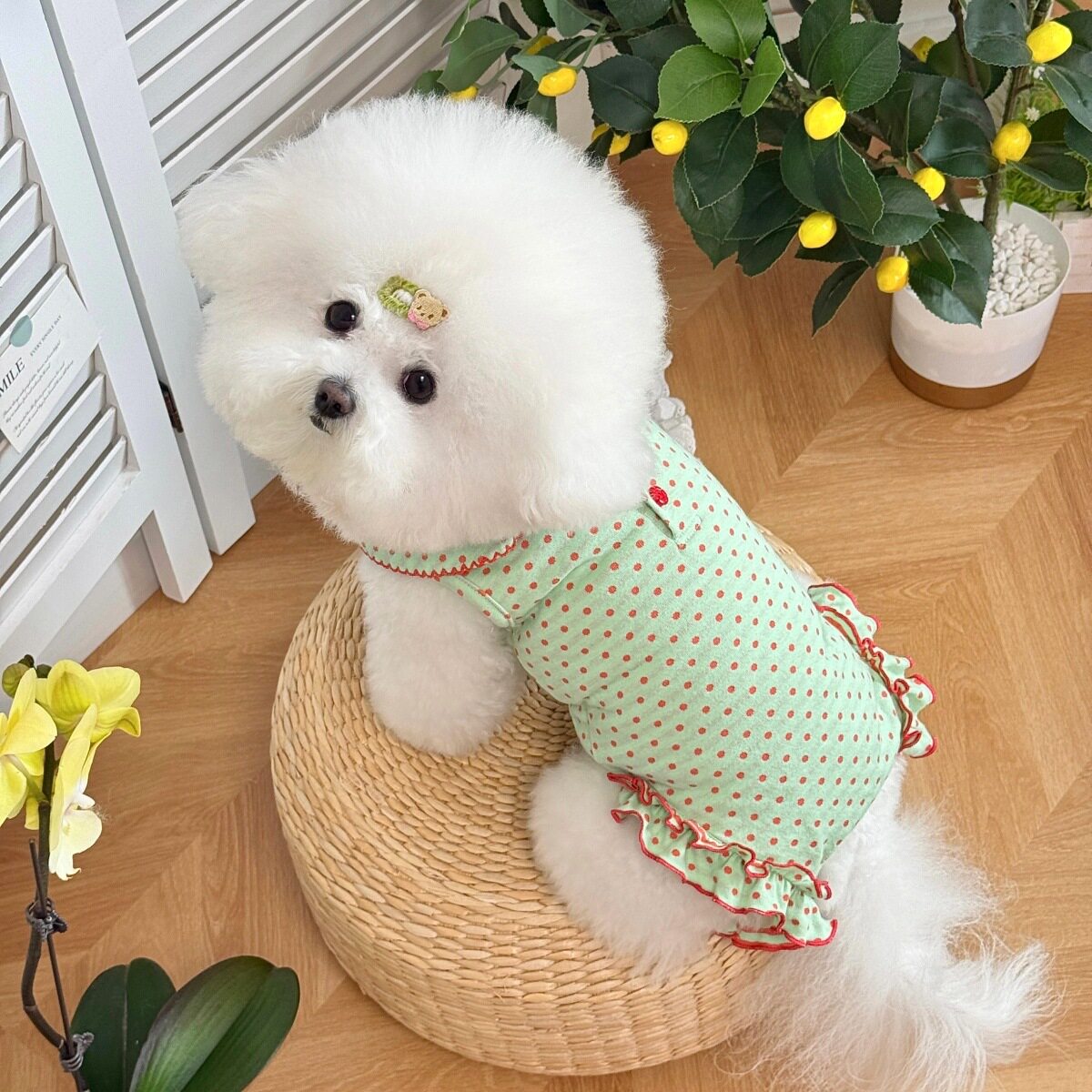 宠物衣服春季新款防着凉