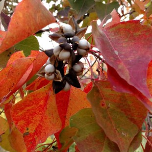 易播种彩叶红叶乌桕种子新种子耐寒山乌桕种正品彩叶树木耐热产地