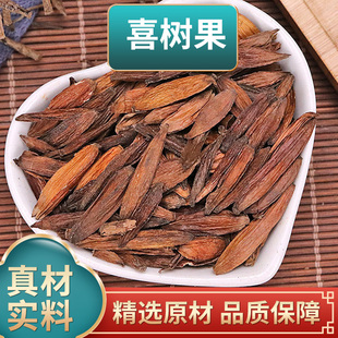 喜树果中药材正品水栗子千丈树天梓树果新鲜干货喜树子药用