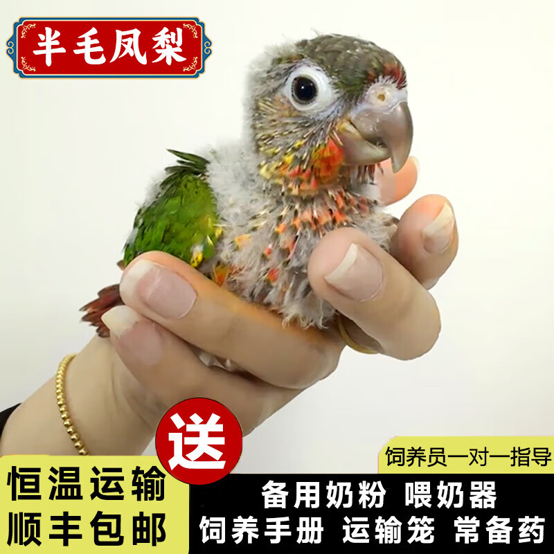 半毛雏鸟小太阳鹦鹉活鸟会说话手养亲人凤梨黄边肉桂小鸟宠物鸟类