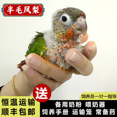 半毛雏鸟小太阳鹦鹉活鸟会说话手养亲人凤梨黄边肉桂小鸟宠物鸟类
