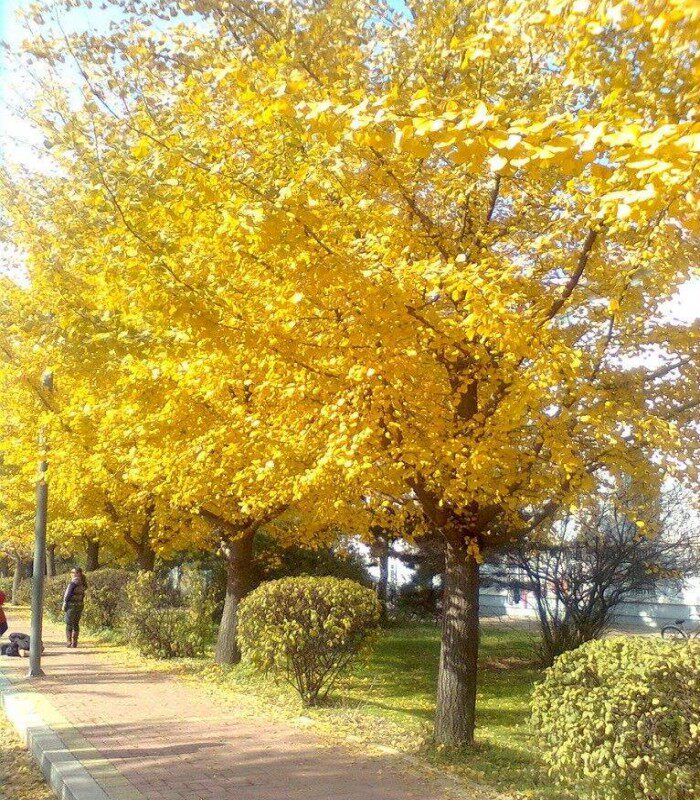 植树节小树苗金叶银杏树白果活苗庭院园林绿化风景种植物校园社