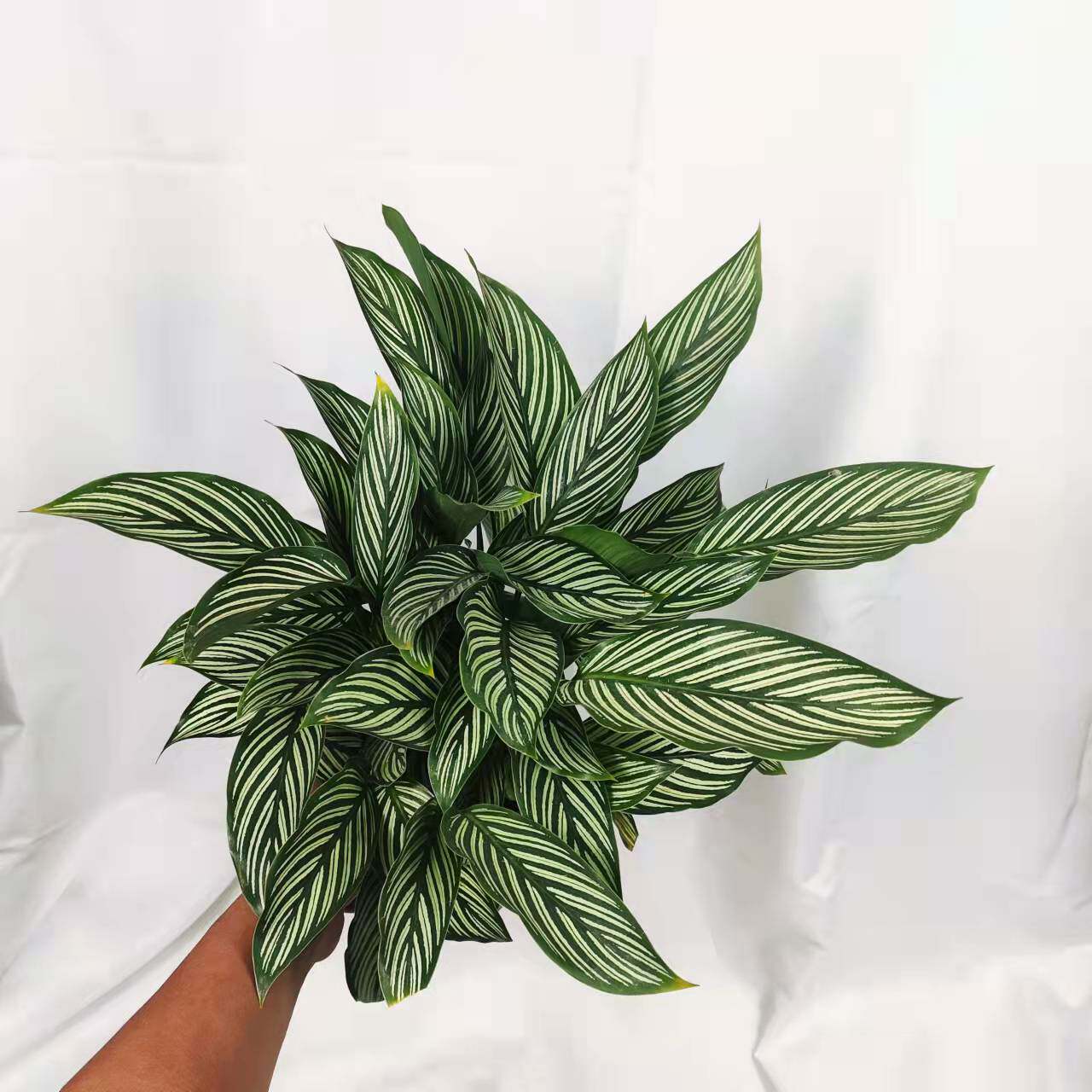 青纹竹芋盆栽室内净化空气花叶观叶植物客厅吸甲醛绿植耐阴好养