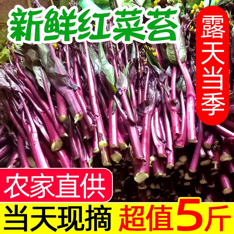【露天现摘】湖北新鲜红菜苔农家