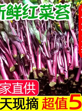【露天现摘】农家自种红菜苔新鲜青菜湖北紫菜薹当季现摘蔬菜