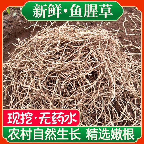 【现挖无药水】精选鱼腥草折耳根