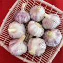 干大蒜5斤大蒜头河南大蒜蒜种250g起紫白皮大蒜种子 新干蒜