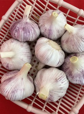 【新干蒜】干大蒜5斤大蒜头河南大蒜蒜种250g起紫白皮大蒜种子