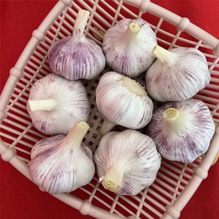干大蒜5斤大蒜头河南大蒜蒜种250g起紫白皮大蒜种子 新干蒜