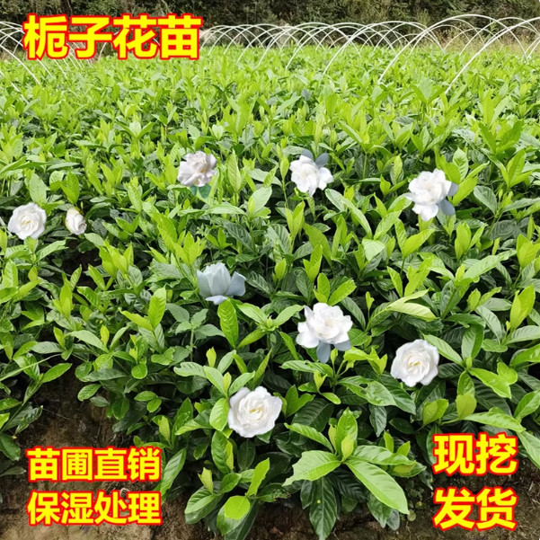 小叶栀子树苗重瓣浓香型观叶图片