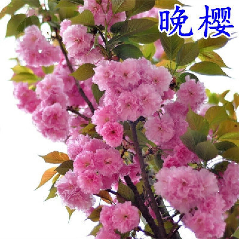 庭院樱花树苗重瓣晚樱室内外南北方种植景观园林绿化苗木当年开花