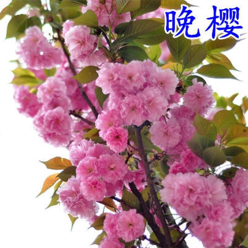 樱花树苗重瓣春天开花绿化苗木