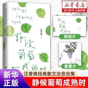 【汪曾祺经典散文治愈合集】静候葡萄成熟时 用一颗葡萄的智慧作为焦虑时代的情绪解药 汪曾祺的四时治愈术 浙江新华书店旗舰店