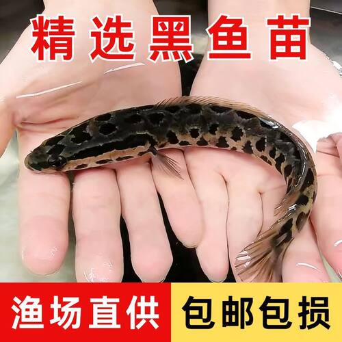 黑鱼苗淡水养殖乌鳢观赏