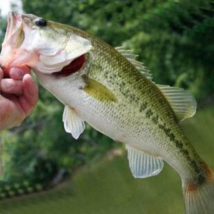 鲈鱼鱼苗淡水养殖活体加州特大正宗冷水七星大口鲈路亚包活