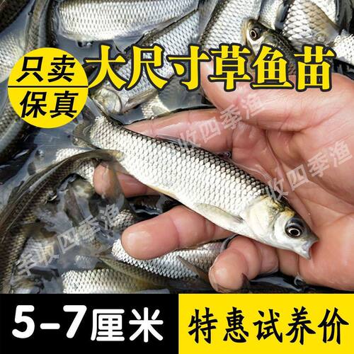 大品种鲤鱼苗建鲤丰稻田