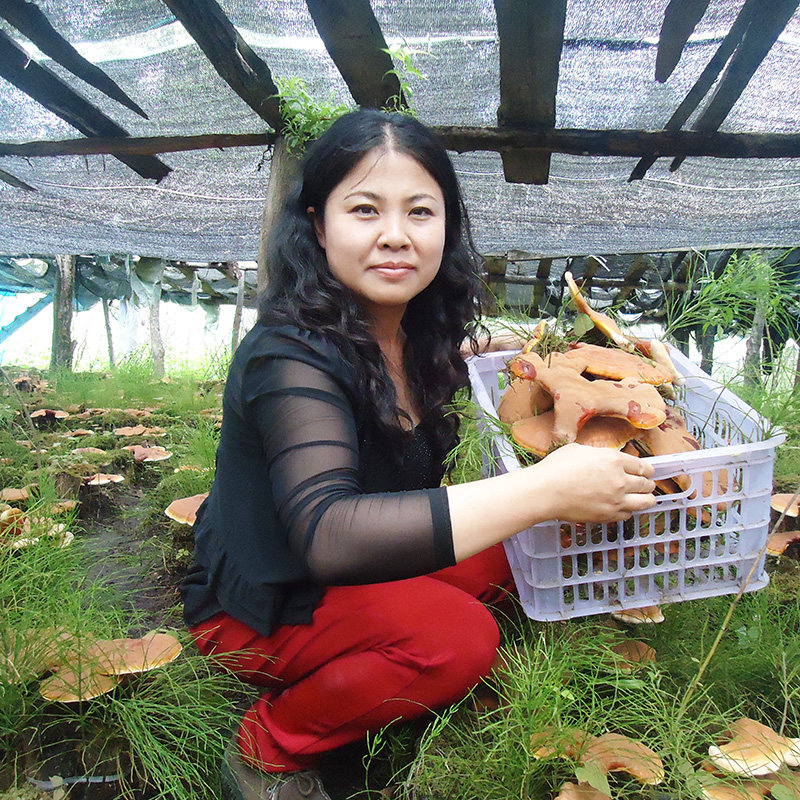 灵芝野生250克林芝长白山切片带孢子粉黑赤紫芝东北特产干货